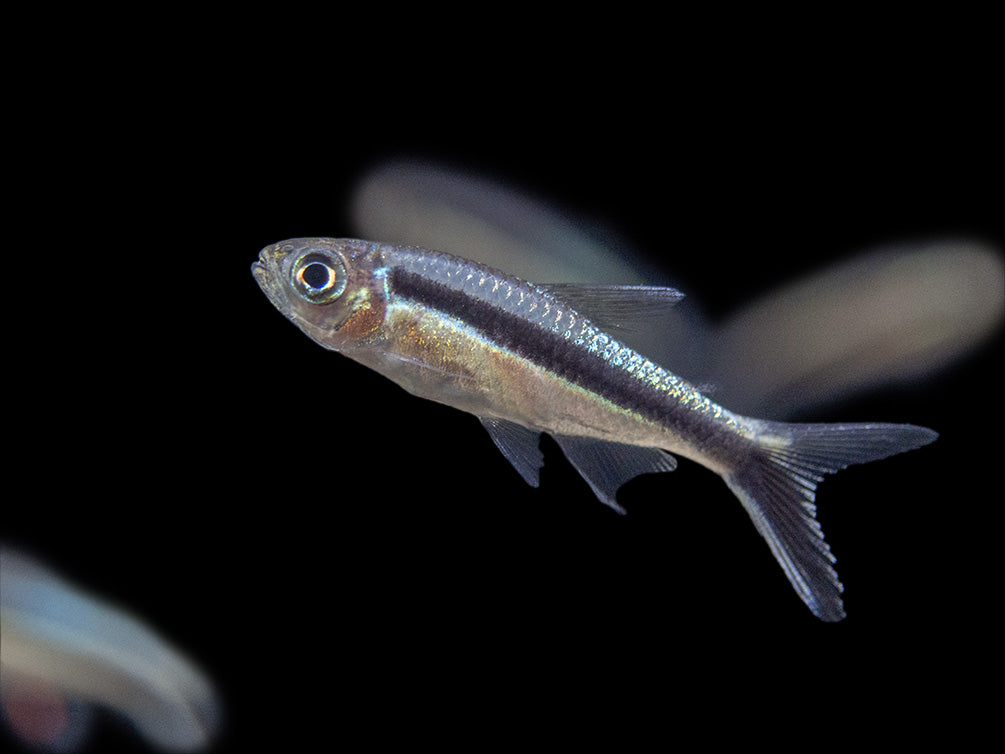 Penguin Tetra (Thayeria boehlkei ) - Tank-Bred!