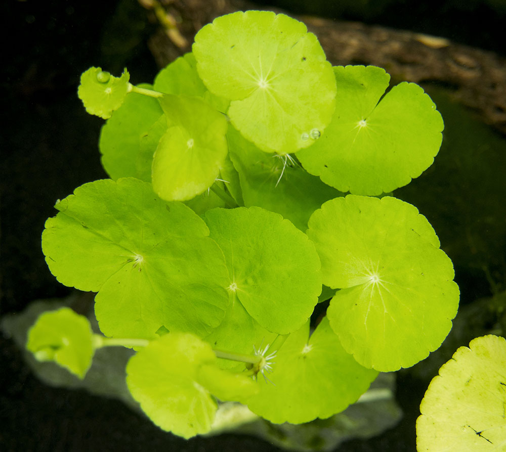 Brazilian Pennywort (Hydrocotyle leucocephala), Bunched