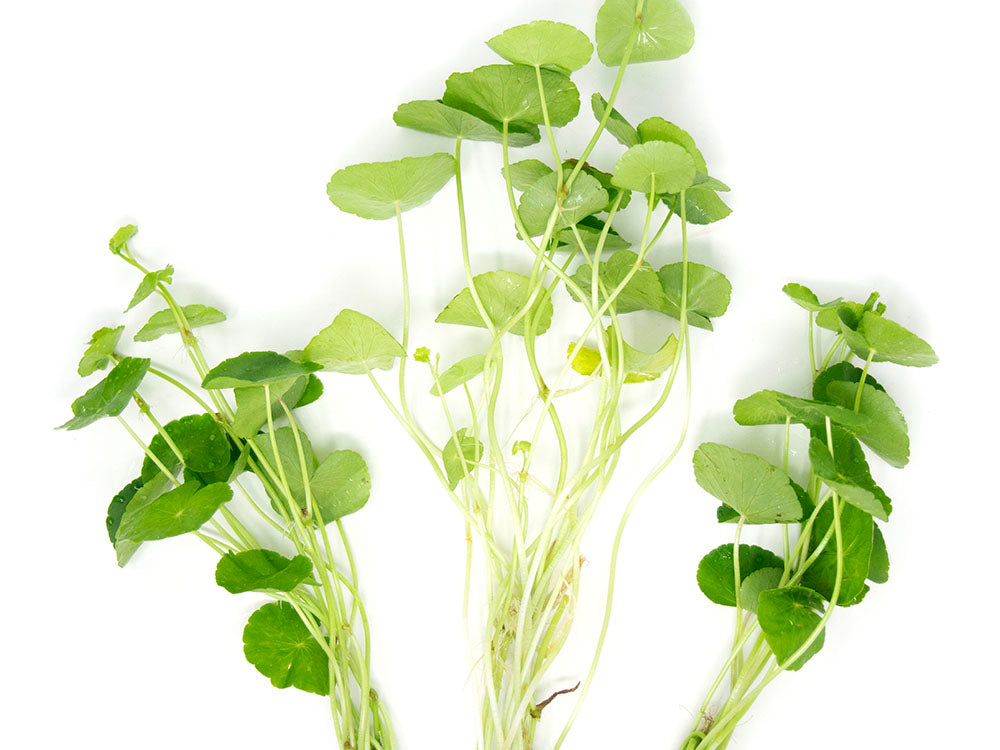 Brazilian Pennywort (Hydrocotyle leucocephala), Bunched