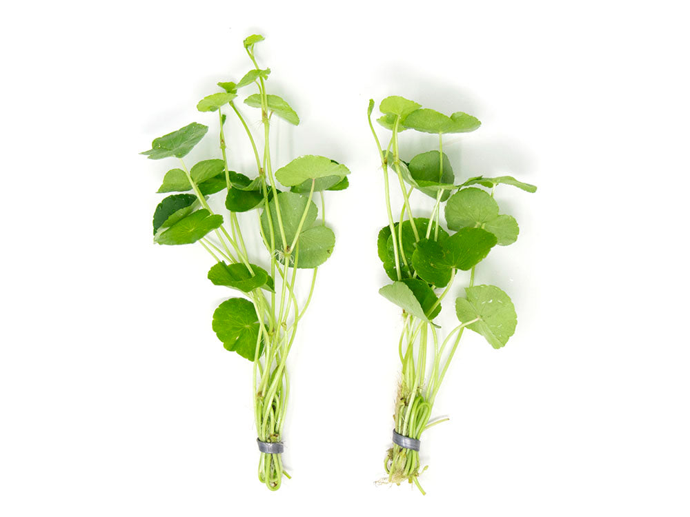 Brazilian Pennywort (Hydrocotyle leucocephala), Bunched