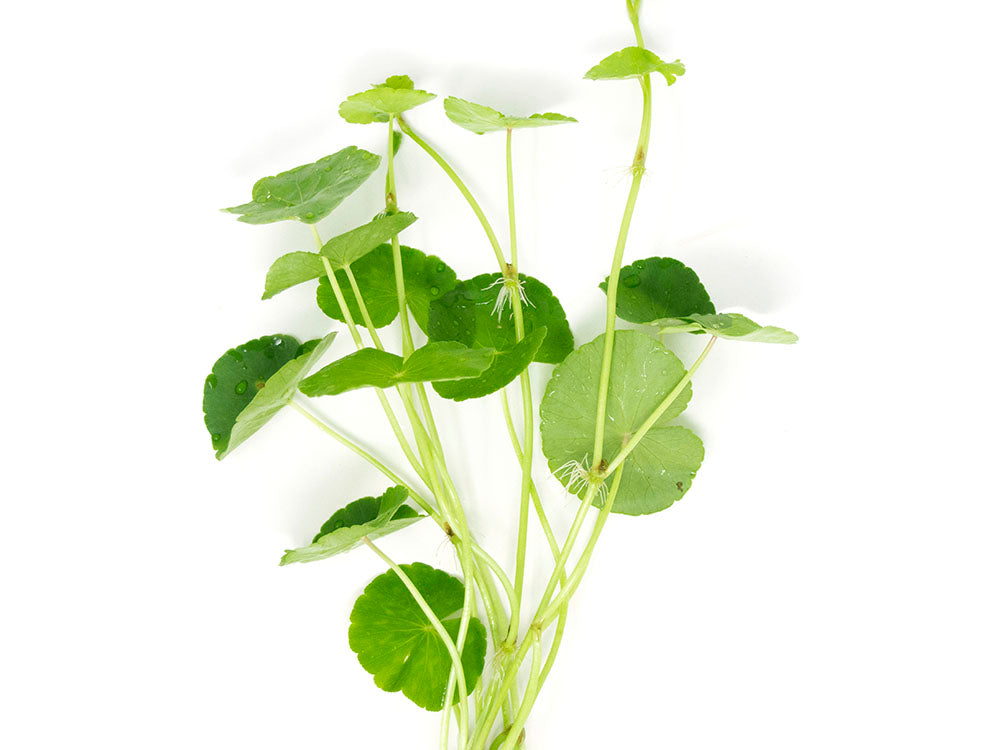 Brazilian Pennywort (Hydrocotyle leucocephala), Bunched