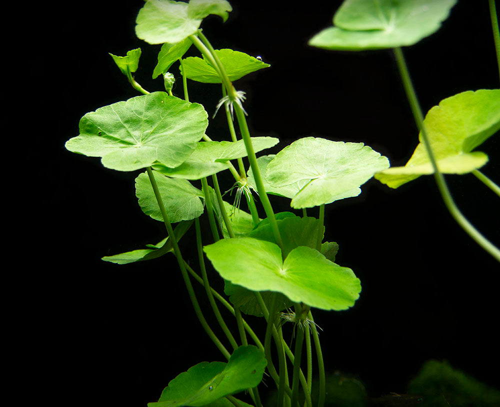 Brazilian Pennywort (Hydrocotyle leucocephala), Bunched