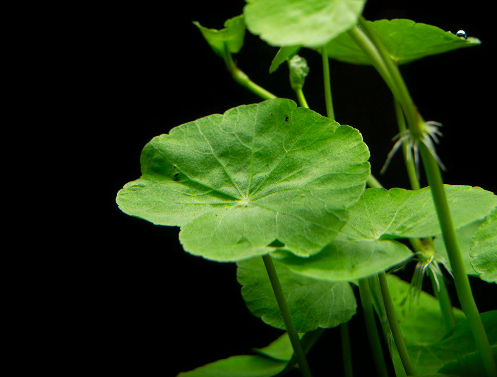 Brazilian Pennywort (Hydrocotyle leucocephala), Bunched