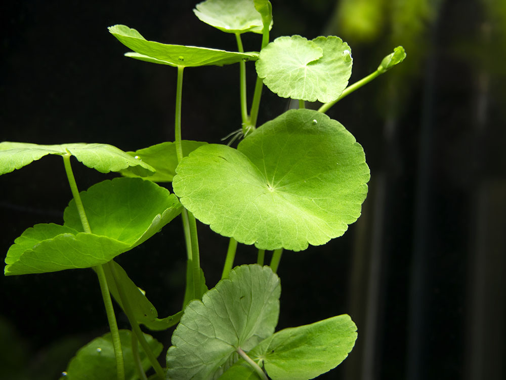 Brazilian Pennywort (Hydrocotyle leucocephala), Bunched