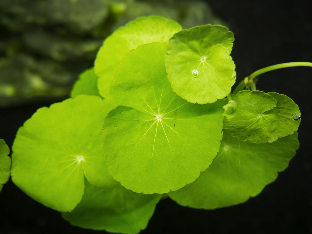 Brazilian Pennywort (Hydrocotyle leucocephala), Bunched