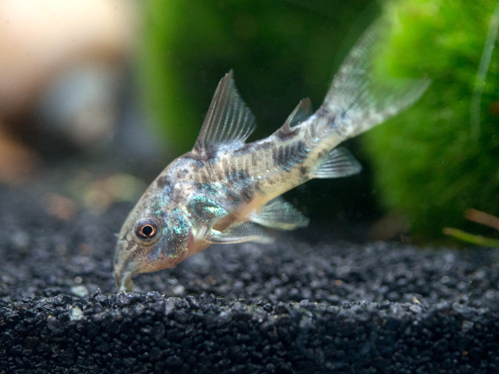 Peppered AKA Blue Leopard AKA Mottled Cory Catfish (Corydoras paleatus), Tank-Bred