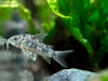 Peppered AKA Blue Leopard AKA Mottled Cory Catfish (Corydoras paleatus), Tank-Bred