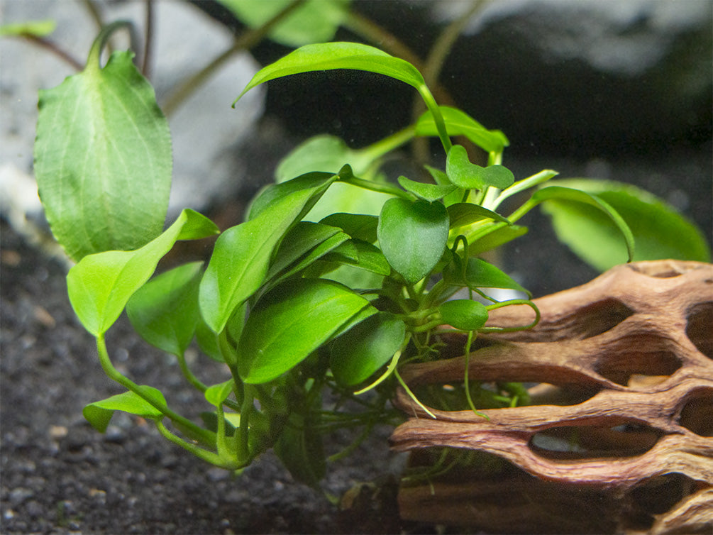 Petite Anubias Nana - Aquatic Arts on sale today for $ 9.99