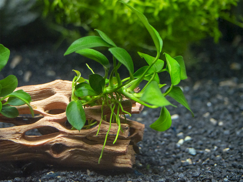 Petite Anubias Nana (Anubias barteri var. “Petite Nana”), Bare Root