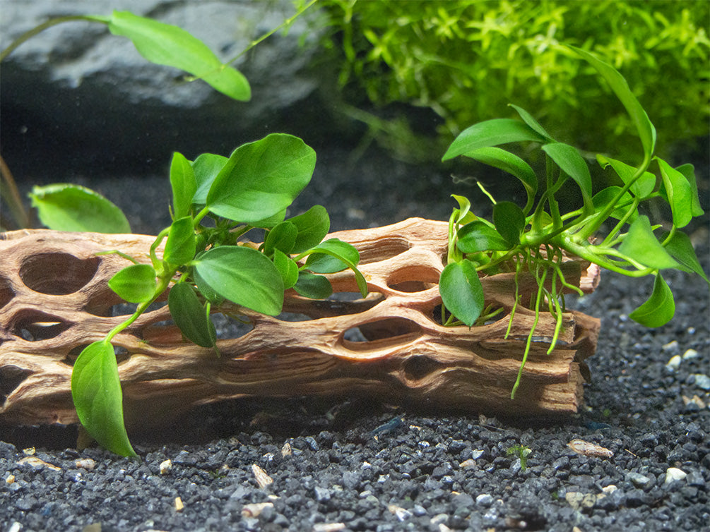 Petite Anubias Nana (Anubias barteri var. “Petite Nana”), Bare Root