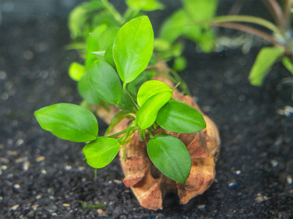 Petite Anubias Nana (Anubias barteri var. “Petite Nana”), Bare Root