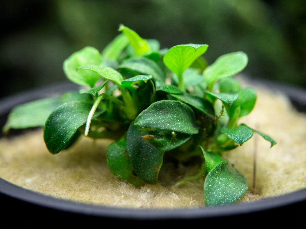 Petite Anubias Nana (Anubias barteri var. “Petite Nana”), Bare Root