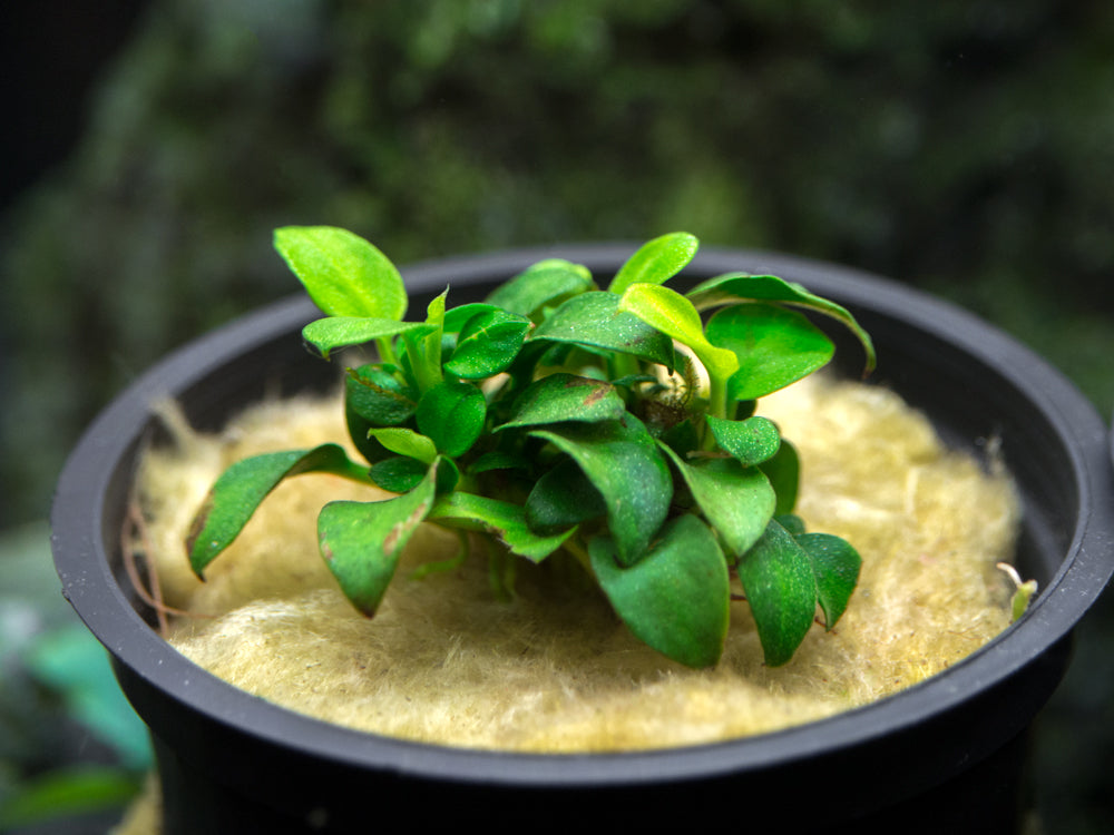 Petite Anubias Nana (Anubias barteri var. “Petite Nana”), Bare Root