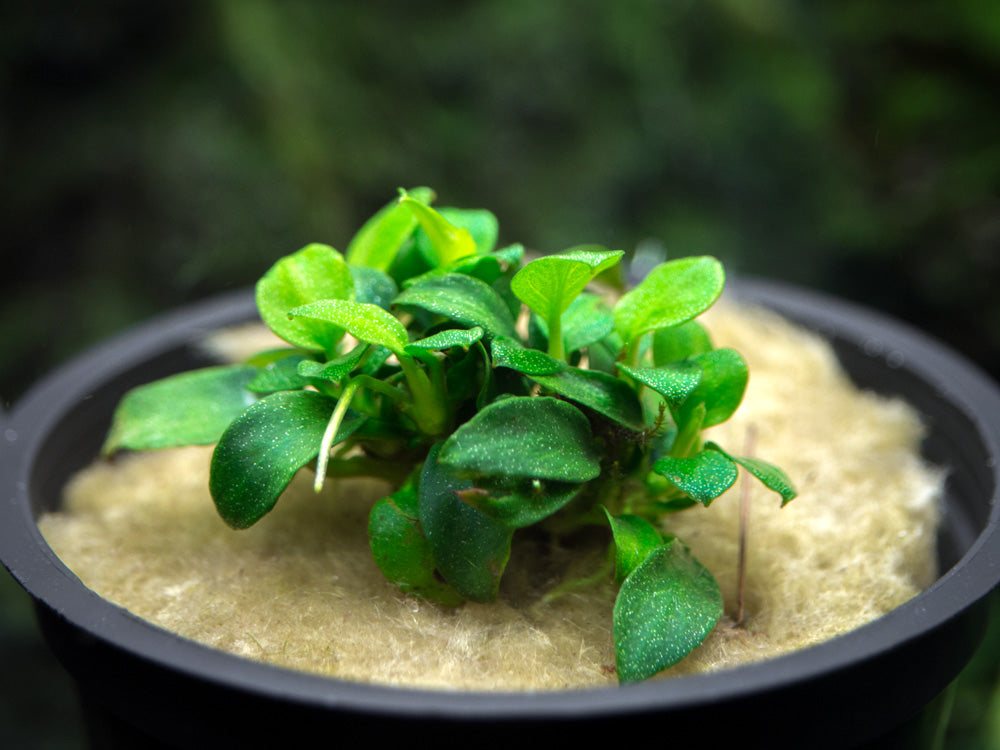 Petite Anubias Nana (Anubias barteri var. “Petite Nana”), Bare Root