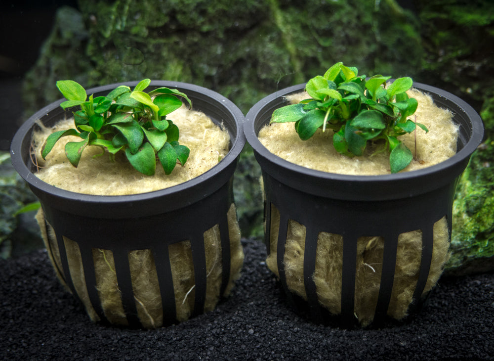 Petite Anubias Nana (Anubias barteri var. “Petite Nana”), Bare Root