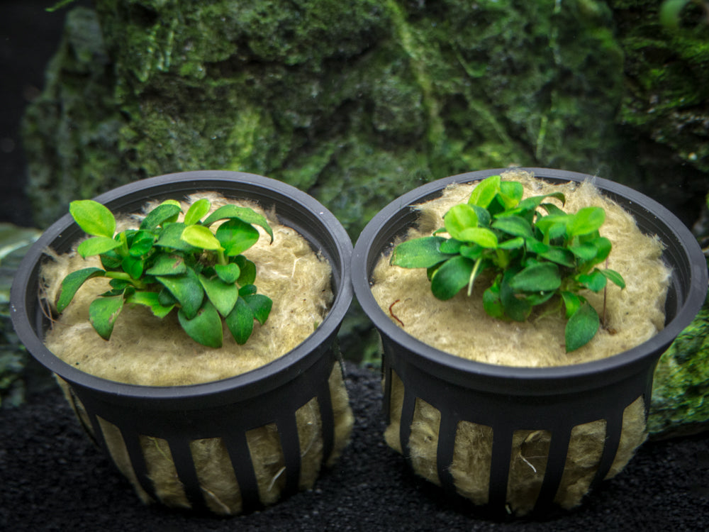 Petite Anubias Nana (Anubias barteri var. “Petite Nana”), Bare Root