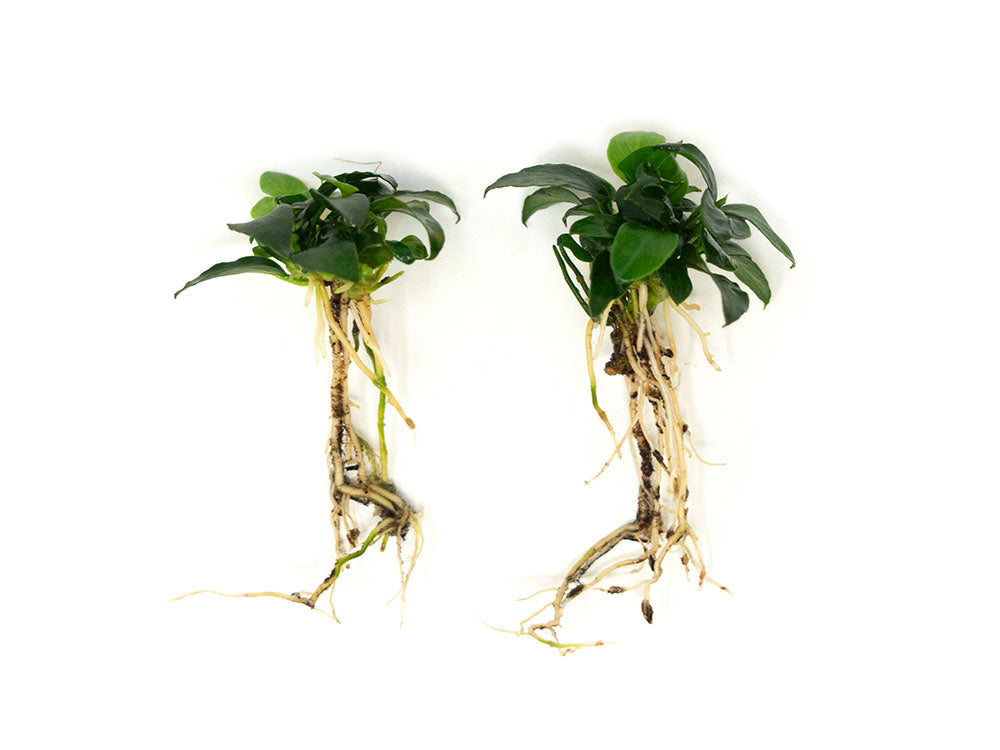 Petite Anubias Nana (Anubias barteri var. “Petite Nana”), Bare Root