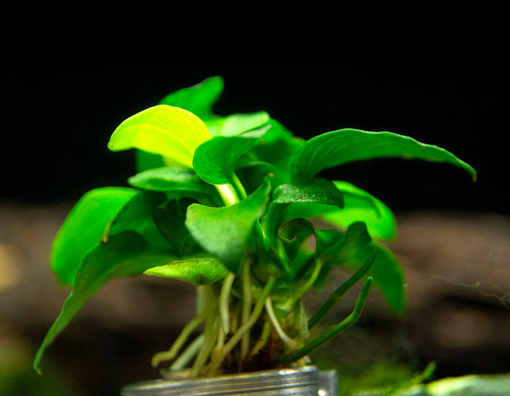 Petite Anubias Nana (Anubias barteri var. “Petite Nana”), Bare Root