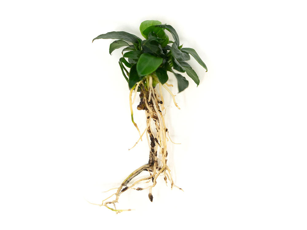 Petite Anubias Nana (Anubias barteri var. “Petite Nana”), Bare Root