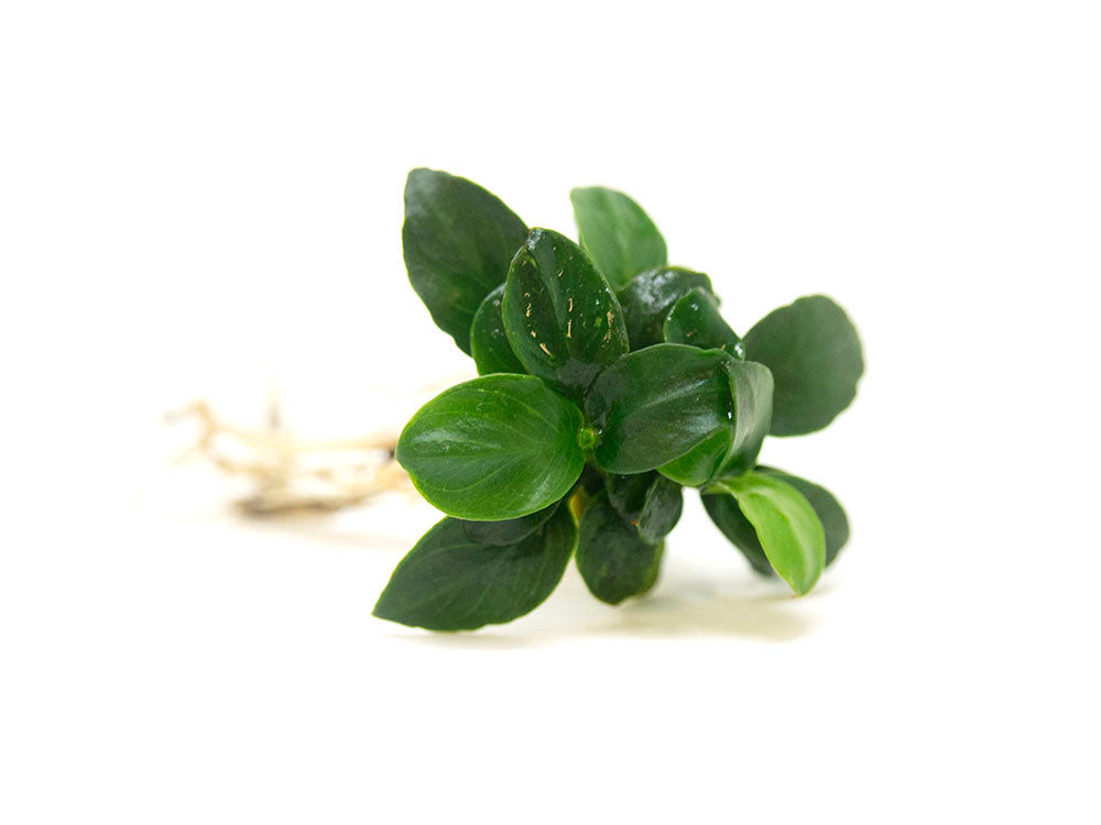 Petite Anubias Nana (Anubias barteri var. “Petite Nana”), Bare Root