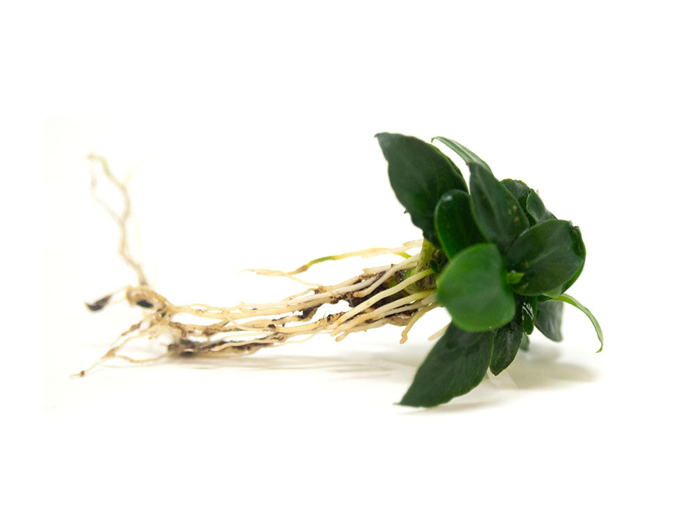 Petite Anubias Nana (Anubias barteri var. “Petite Nana”), Bare Root