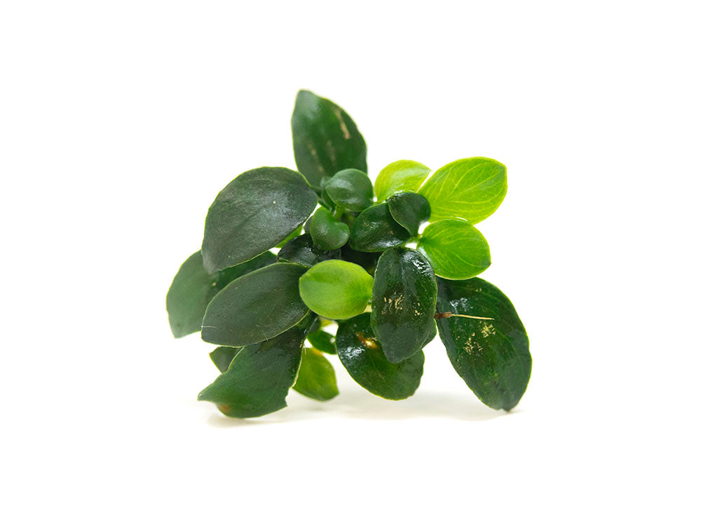 Petite Anubias Nana (Anubias barteri var. “Petite Nana”), Bare Root