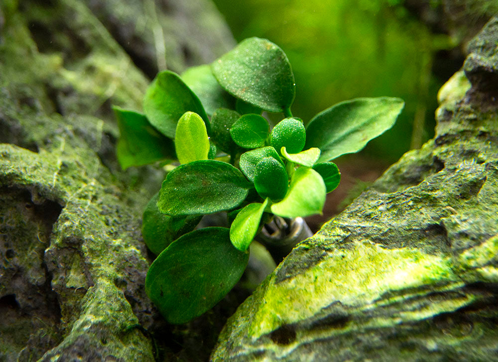 Petite Anubias Nana (Anubias barteri var. “Petite Nana”), Bare Root