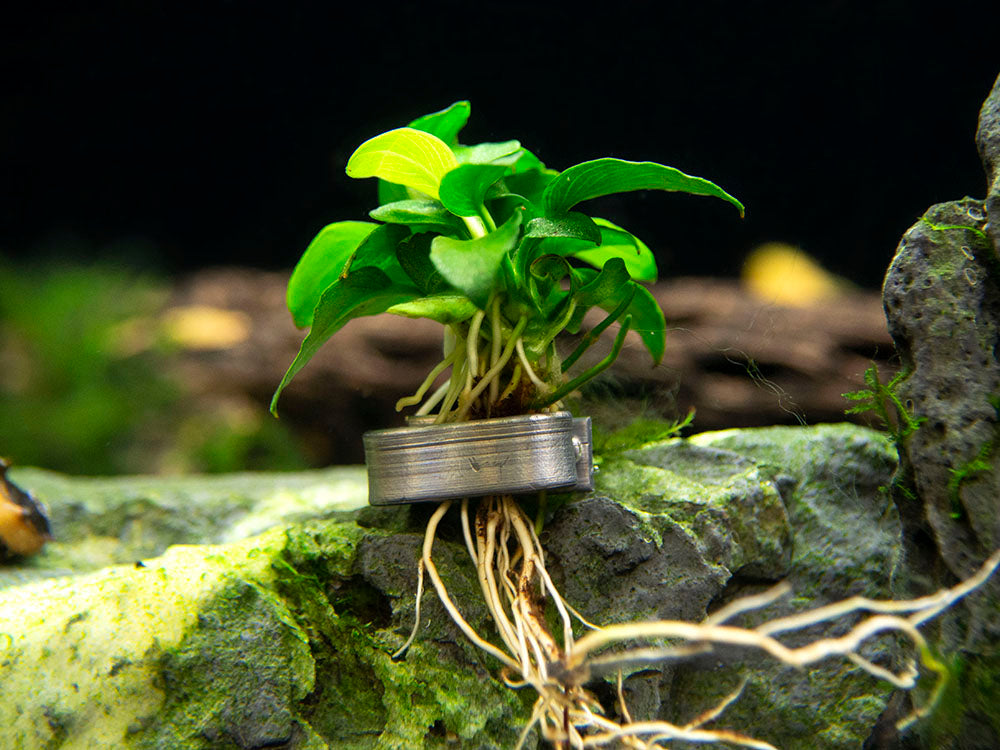 Petite Anubias Nana (Anubias barteri var. “Petite Nana”), Bare Root