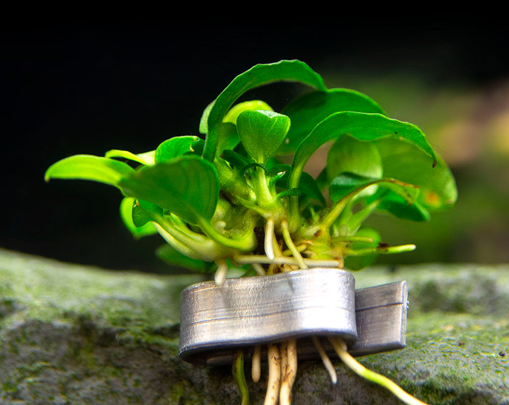 Petite Anubias Nana (Anubias barteri var. “Petite Nana”), Bare Root