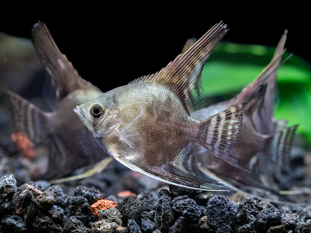 Philippine Blue Smokey Angelfish (Pterophyllum scalare) - TANK-BRED!