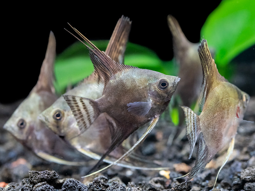 Philippine Blue Smokey Angelfish (Pterophyllum scalare) - TANK-BRED!