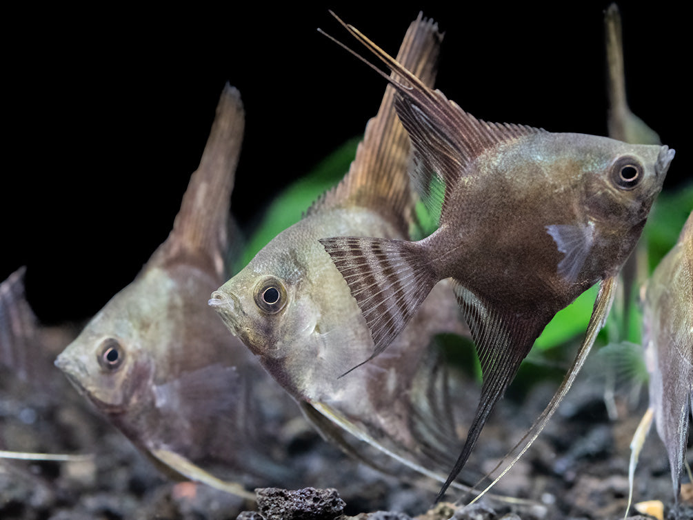 Philippine Blue Smokey Angelfish (Pterophyllum scalare) - TANK-BRED!