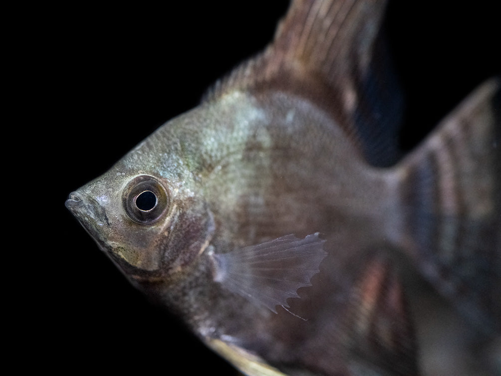 Philippine Blue Smokey Angelfish (Pterophyllum scalare) - TANK-BRED!