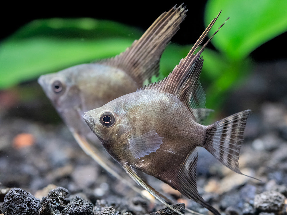 Philippine Blue Smokey Angelfish (Pterophyllum scalare) - TANK-BRED!