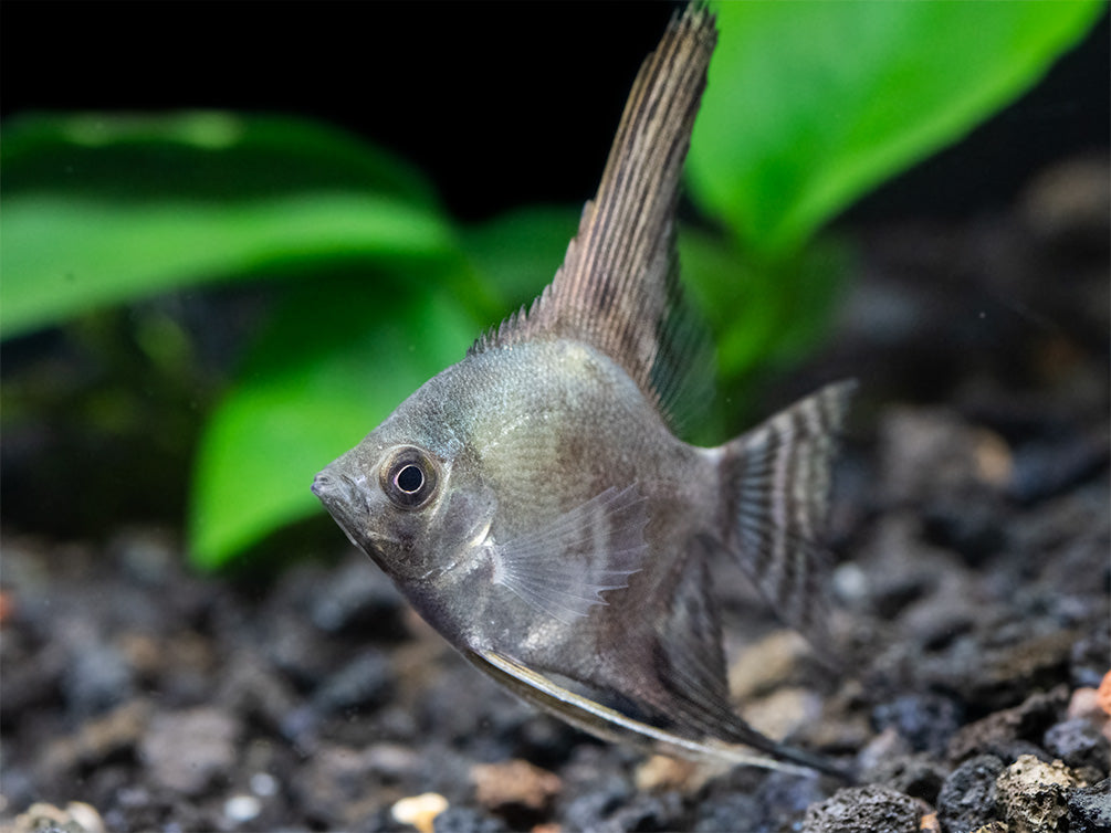 Philippine Blue Smokey Angelfish (Pterophyllum scalare) - TANK-BRED!