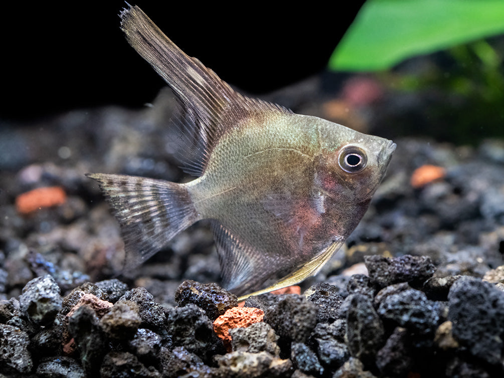 Philippine Blue Smokey Angelfish (Pterophyllum scalare) - TANK-BRED!