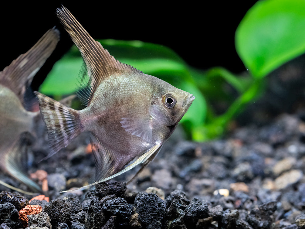 Philippine Blue Smokey Angelfish (Pterophyllum scalare) - TANK-BRED!