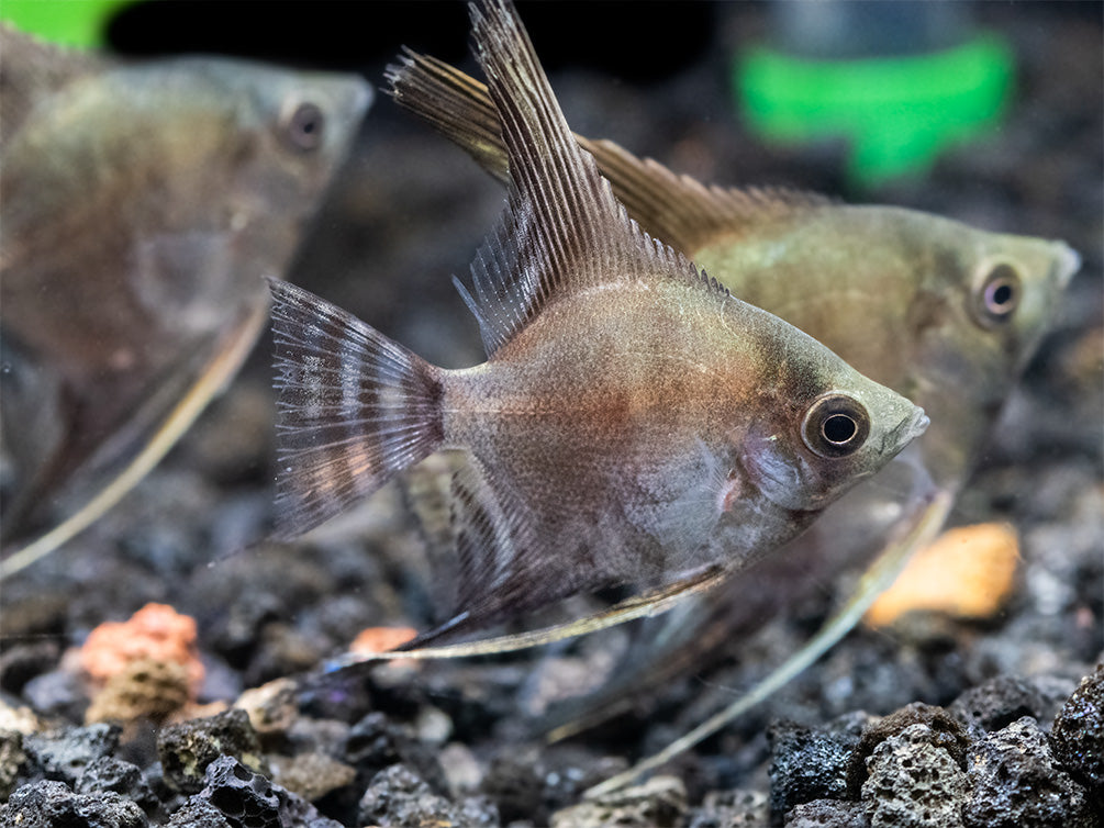 Philippine Blue Smokey Angelfish (Pterophyllum scalare) - TANK-BRED!