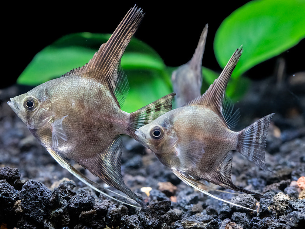 Philippine Blue Smokey Angelfish (Pterophyllum scalare) - TANK-BRED!