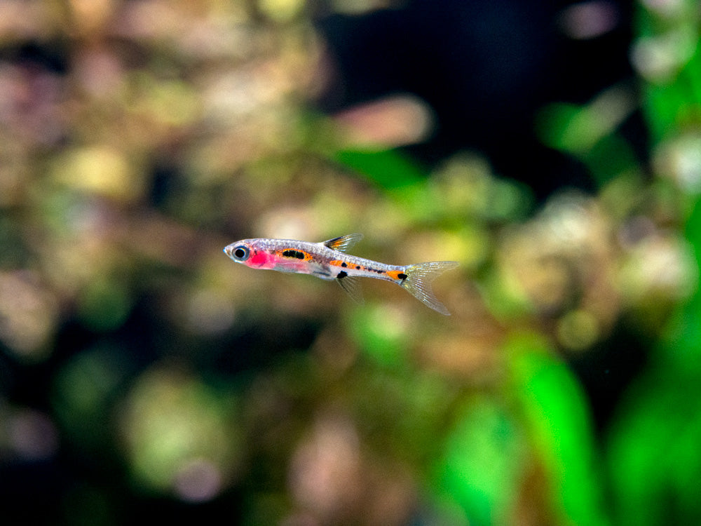 Phoenix Rasbora (Boraras merah)