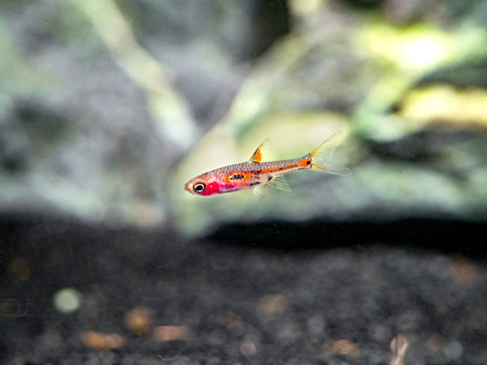 Merah Rasbora Phoenix Rasbora (Boraras merah) - Aquatic Arts