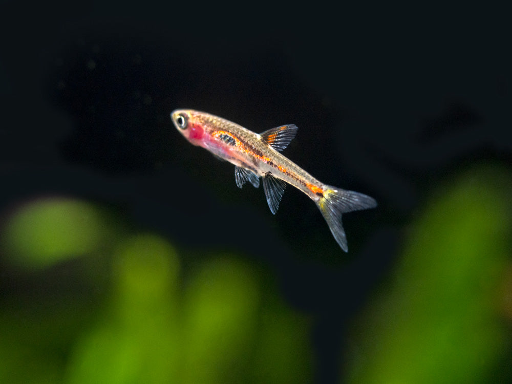 Phoenix Rasbora (Boraras merah)