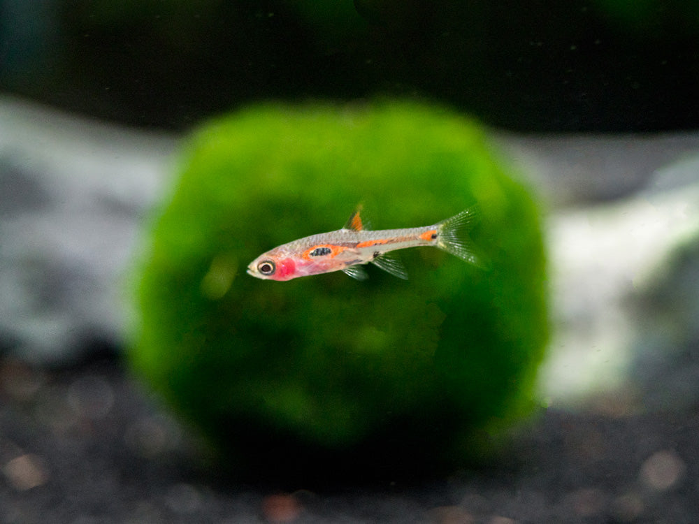Phoenix Rasbora (Boraras merah)