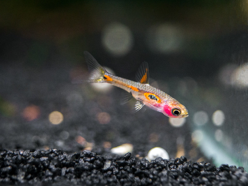 Phoenix Rasbora (Boraras merah)