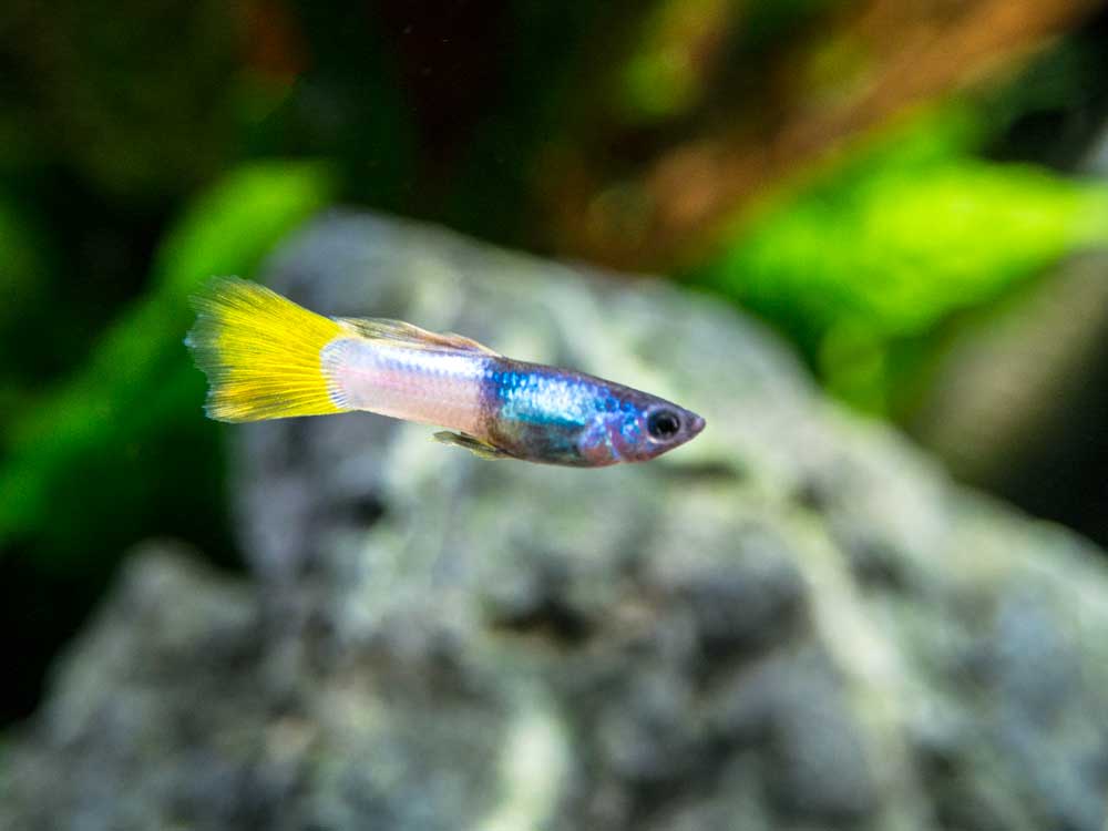 Pingu Guppy (Poecilia reticulata var. “Pingu”), Males and Females, Tank-Bred!