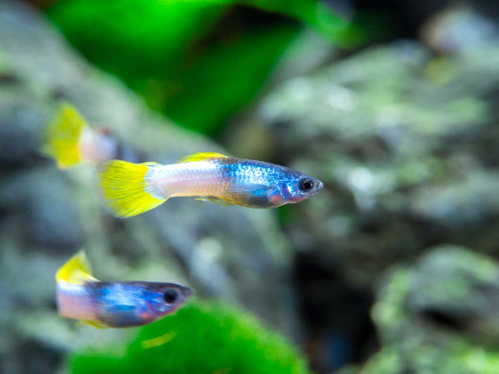 Pingu Guppy (Poecilia reticulata var. “Pingu”), Males and Females, Tank-Bred!