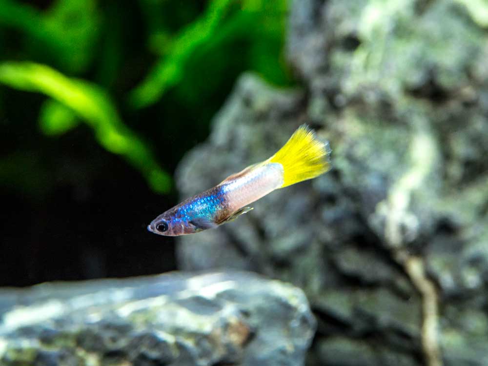 Pingu Guppy (Poecilia reticulata var. “Pingu”), Males and Females, Tank-Bred!