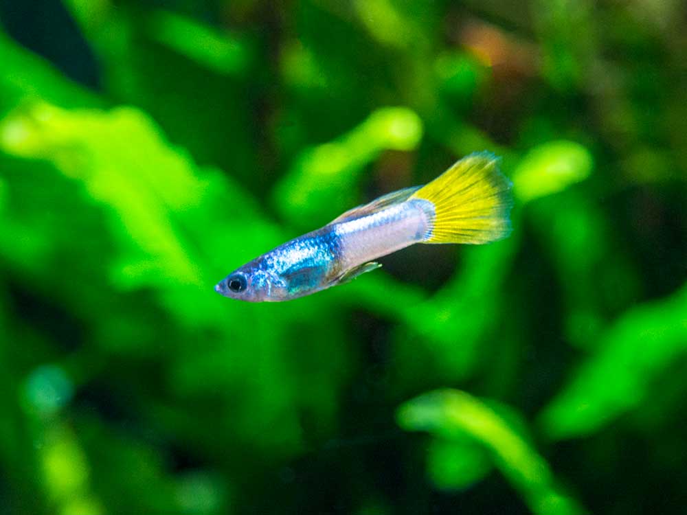 Pingu Guppy (Poecilia reticulata var. “Pingu”), Males and Females, Tank-Bred!