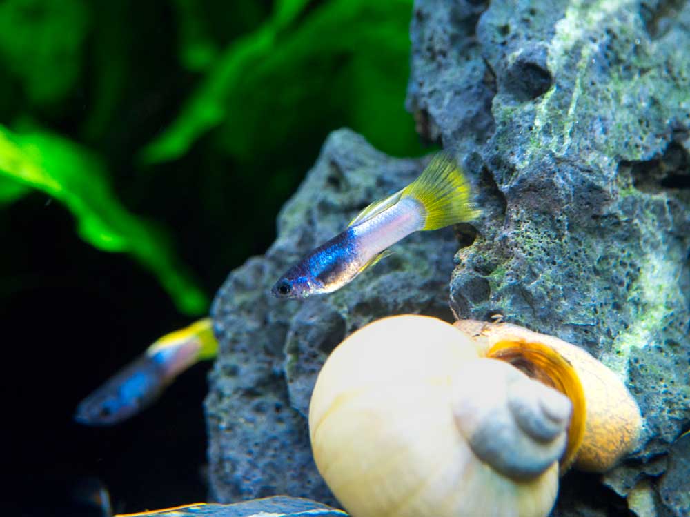 Pingu Guppy (Poecilia reticulata var. “Pingu”), Males and Females, Tank-Bred!