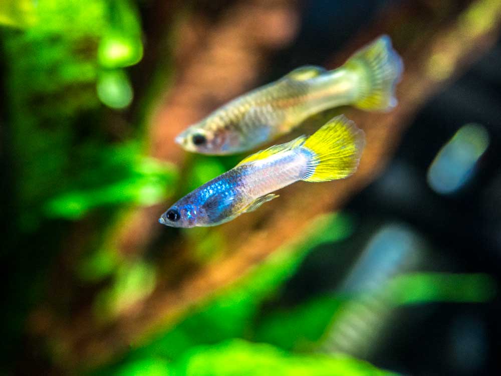 Pingu Guppy (Poecilia reticulata var. “Pingu”), Males and Females, Tank-Bred!